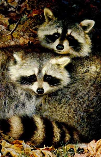 (image for) Handmade oil painting Copy paintings of famous artists Carl Brenders paintings Yin and Yang-Raccoons - Click Image to Close